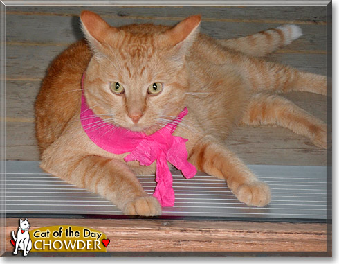 Chowder, the Cat of the Day