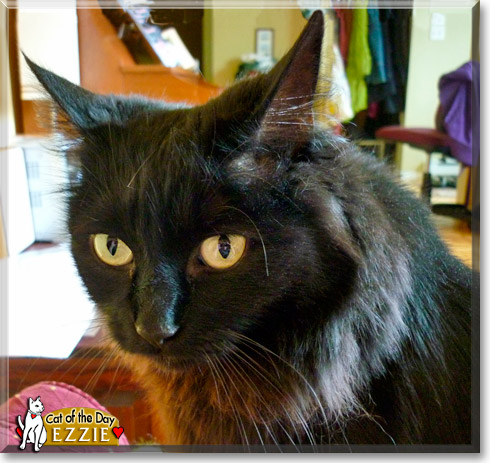 Ezzie, the Cat of the Day