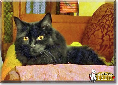 Ezzie, the Cat of the Day