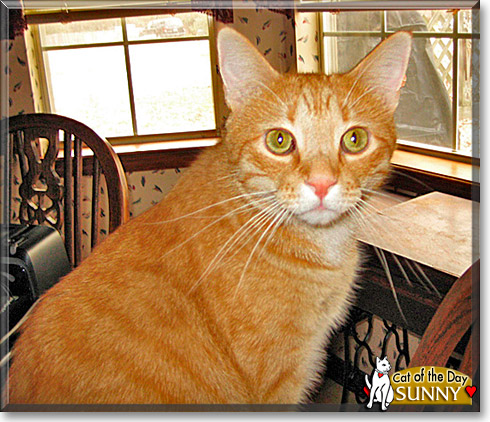 Sunny, the Cat of the Day