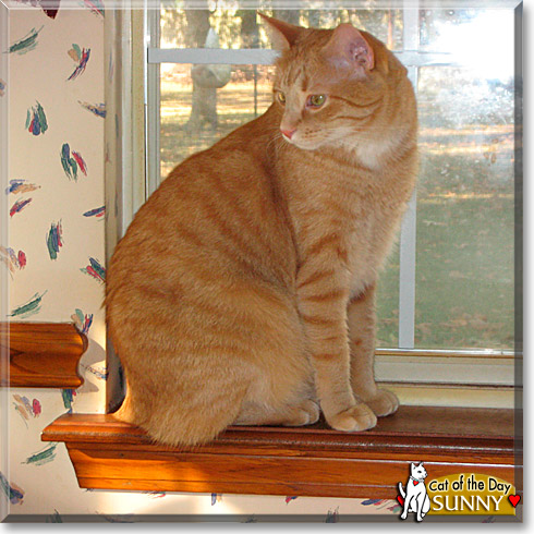 Sunny, the Cat of the Day Sunny, the Cat of the Day