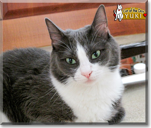 Yuki, the Cat of the Day