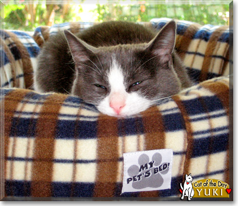 Yuki, the Cat of the Day