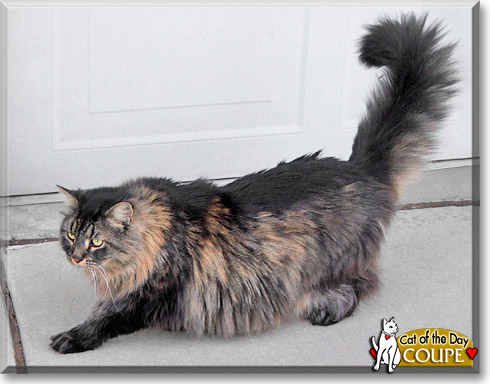 Coupe, the Cat of the Day Coupe, the Cat of the Day