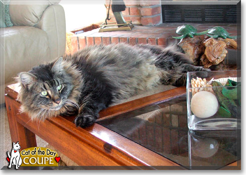 Coupe, the Cat of the Day Coupe, the Cat of the Day