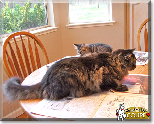 Coupe, the Cat of the Day Coupe, the Cat of the Day