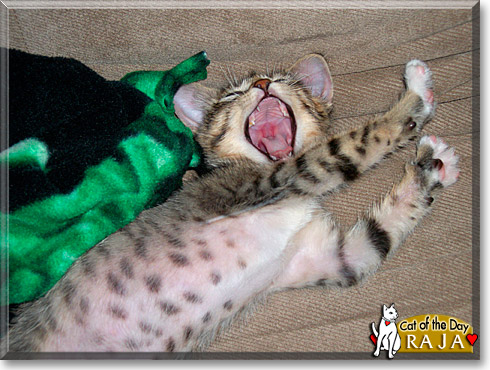 Raja, the Cat of the Day