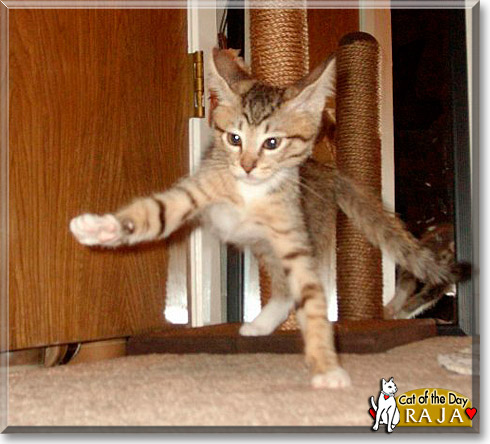 Raja, the Cat of the Day