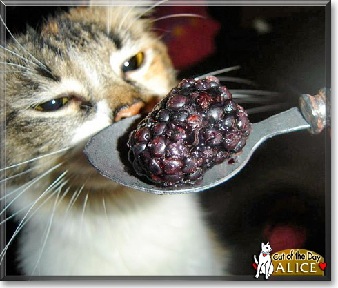 Alice, the Cat of the Day