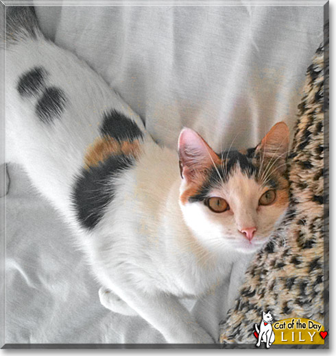 Lily, the Cat of the Day