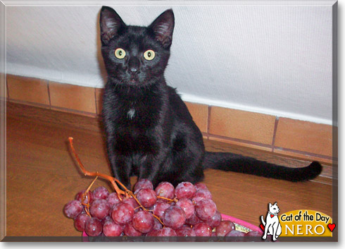 Nero, the Cat of the Day