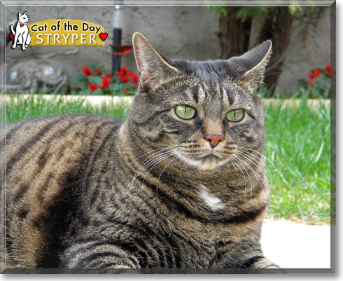 Stryper, the Cat of the Day