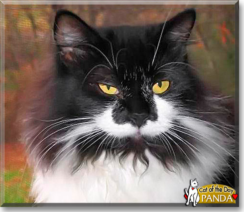 Panda, the Cat of the Day