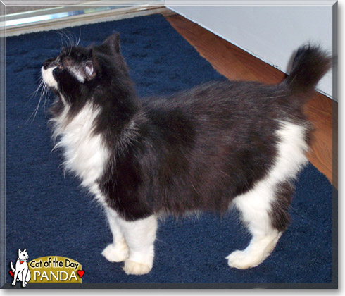 Panda, the Cat of the Day Panda, the Cat of the Day