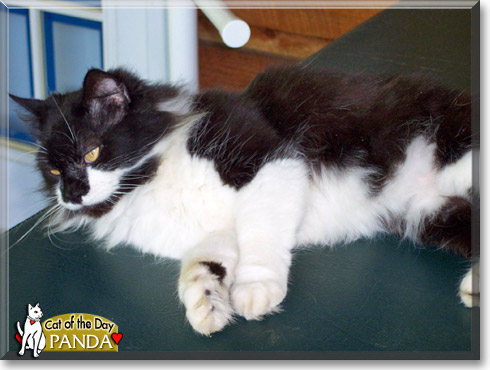 Panda, the Cat of the Day Panda, the Cat of the Day