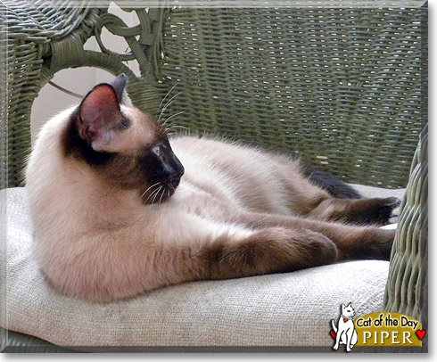 Piper, the Cat of the Day