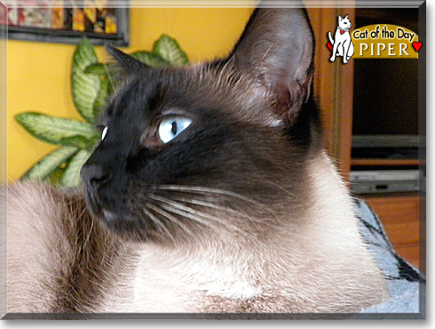 Piper, the Cat of the Day