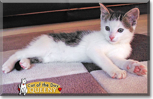 Queeny, the Cat of the Day