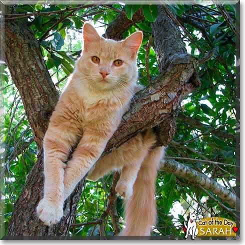 Sarah, the Cat of the Day Sarah, the Cat of the Day