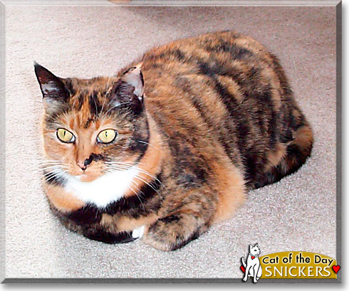 Snickers, the Cat of the Day