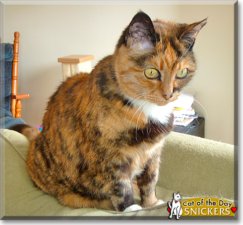 Snickers, the Cat of the Day Snickers, the Cat of the Day