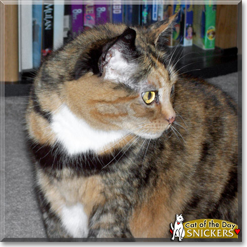 Snickers, the Cat of the Day Snickers, the Cat of the Day