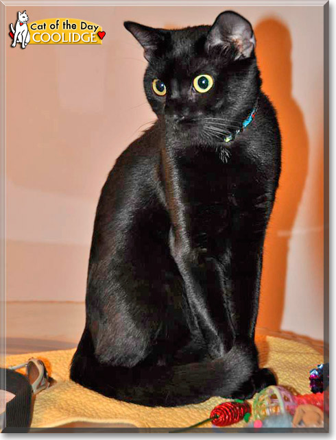 Coolidge, the Cat of the Day
