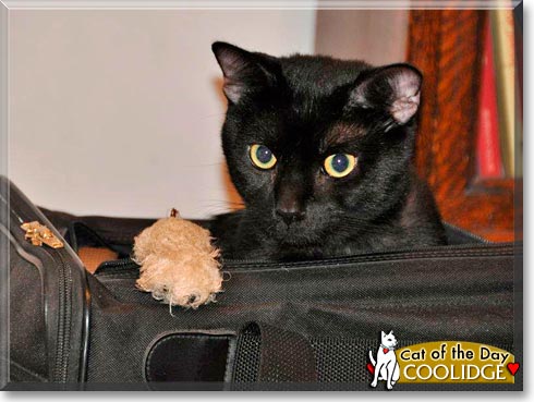 Coolidge, the Cat of the Day