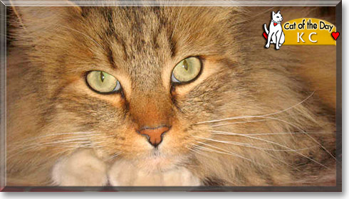 KC, the Cat of the Day