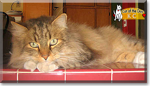 KC, the Cat of the Day KC, the Cat of the Day