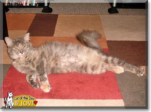 B'Jovi, the Cat of the Day