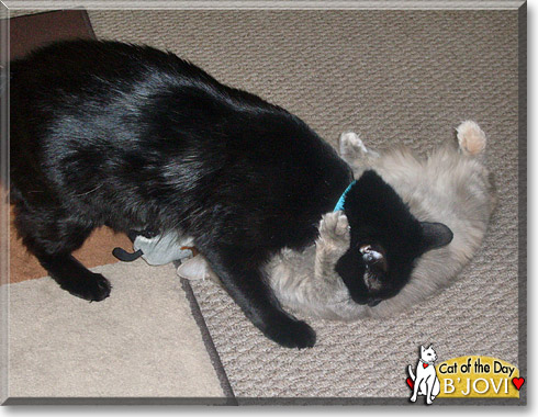 B'Jovi, the Cat of the Day B'Jovi, the Cat of the Day