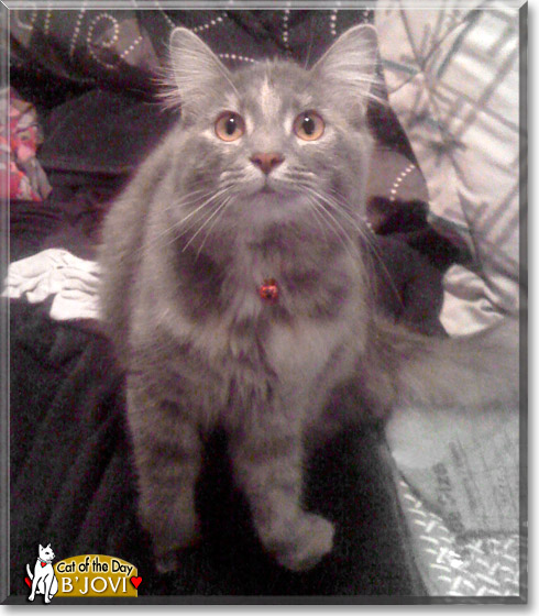 B'Jovi, the Cat of the Day B'Jovi, the Cat of the Day