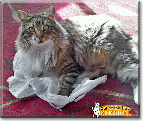 Kingston, the Cat of the Day