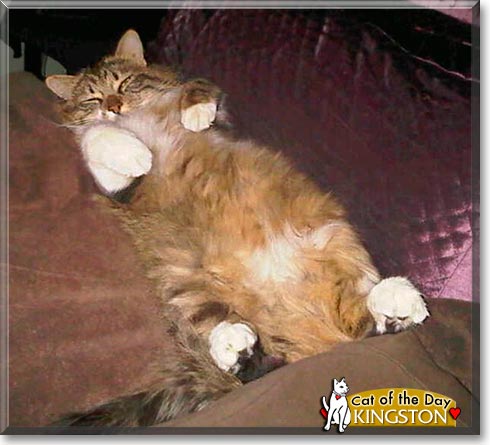 Kingston, the Cat of the Day