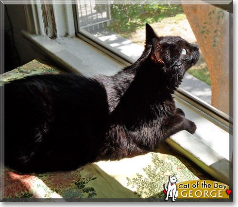 George, the Cat of the Day