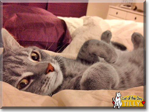 Tilly, the Cat of the Day