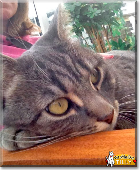 Tilly, the Cat of the Day Tilly, the Cat of the Day