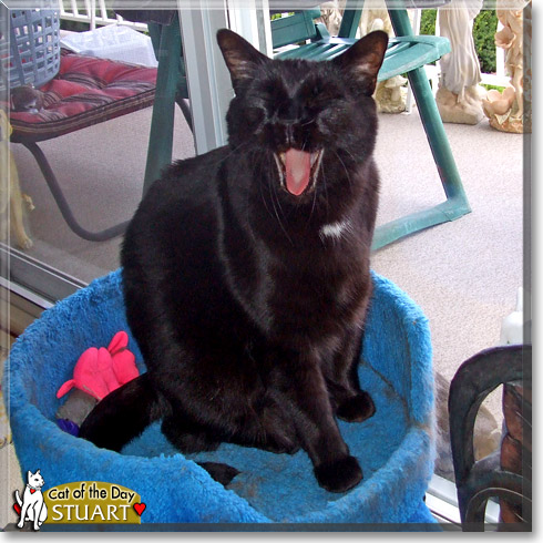 Stuart, the Cat of the Day