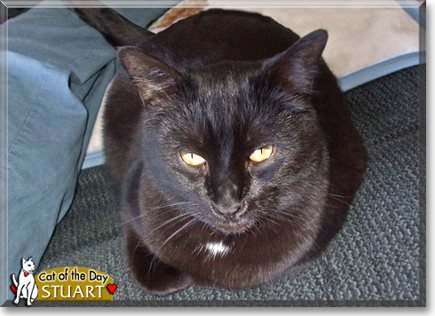Stuart, the Cat of the Day Stuart, the Cat of the Day