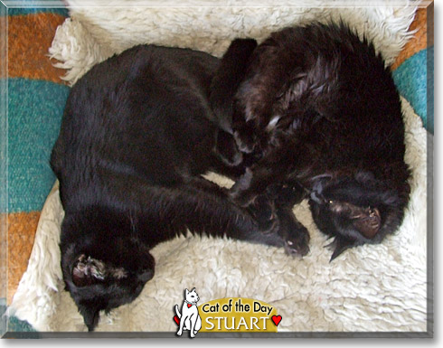 Stuart, the Cat of the Day Stuart, the Cat of the Day