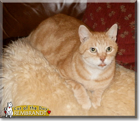 Rembrandt, the Cat of the Day