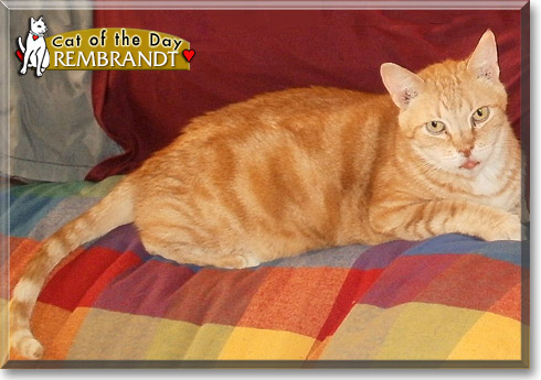 Rembrandt, the Cat of the Day Rembrandt, the Cat of the Day