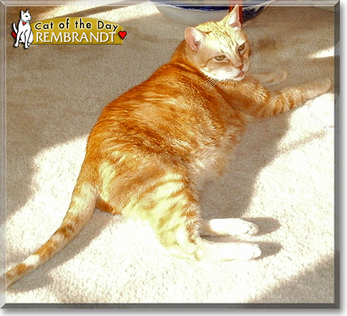Rembrandt, the Cat of the Day Rembrandt, the Cat of the Day
