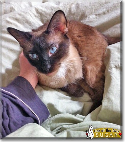 Sugar, the Cat of the Day