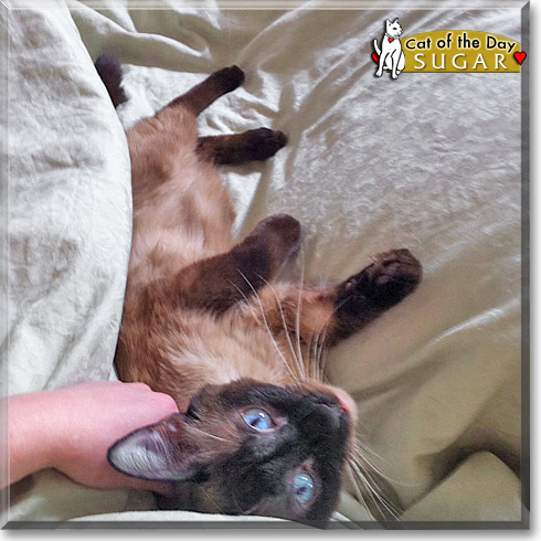 Sugar, the Cat of the Day Sugar, the Cat of the Day