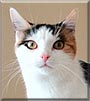 Lily the Calico