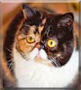 Pudge the Exotic Shorthair
