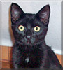 Nero the Cat