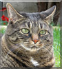Stryper the Tabby